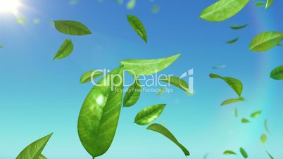 Beautiful Leaves flying in the sky with sun. HD 1080. Looped.