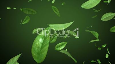 Flying leaves in looped animation. HD 1080. Alpha mask.