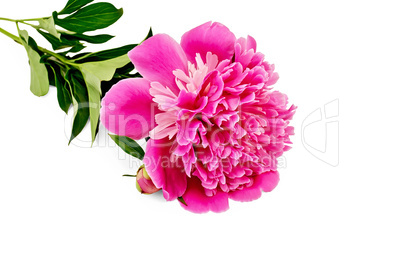 Peony pink with leaves