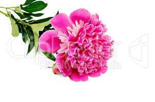 Peony pink with leaves