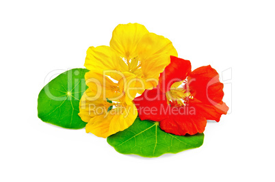 Nasturtium yellow and red with leaf