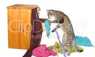 Curious cat rummaging in a drawer