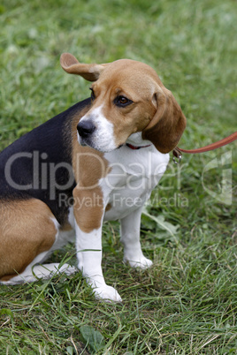 Beagle