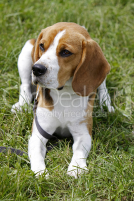 Beagle