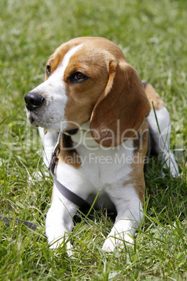 Beagle