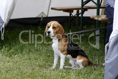 Beagle auf einer Hundeausstellung