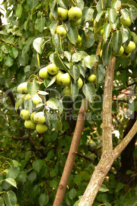 Growing pears