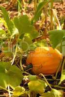 Growing pumpkin