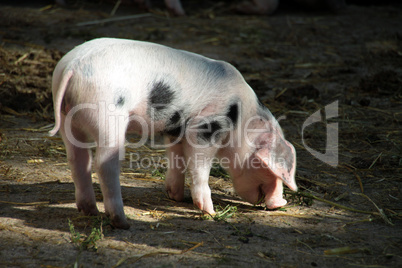 Bentheimer Landschweine