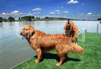 Two golden retriever by water