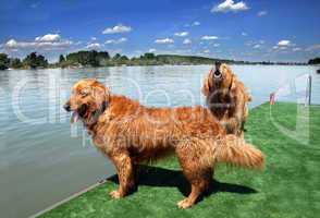 Two golden retriever by water