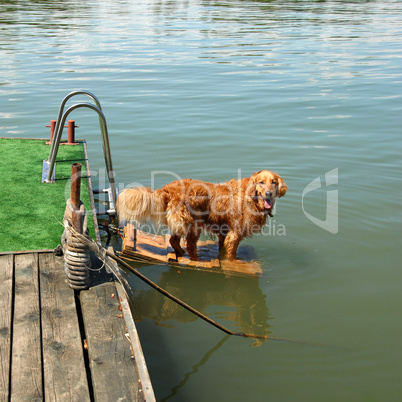 Golden retriever by water