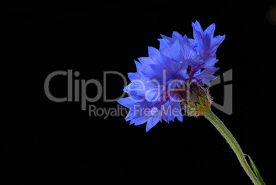 Beautiful cornflower