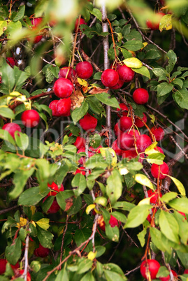 Growing plums