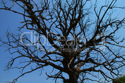 Lonely dry tree branches