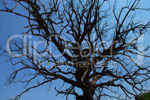 Lonely dry tree branches