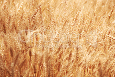 Wheat field background