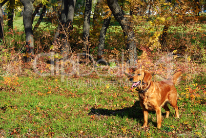 Golden retriever outdoor