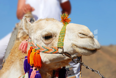 Camel portrait