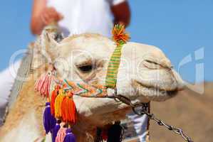 Camel portrait