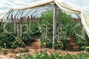 Growing tomatoes