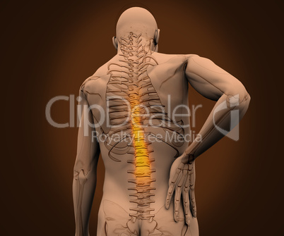 Digital skeleton having highlighted pain on his back