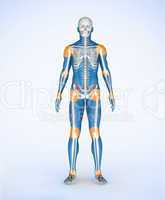 Joints of a blue digital skeleton
