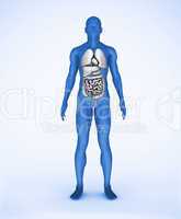 Blue digital human with visible organs