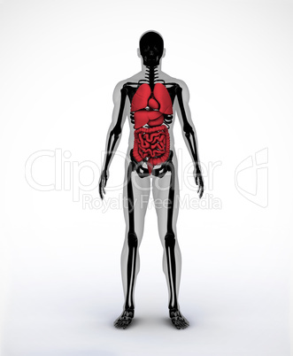 Black and grey digital skeleton with visible organs