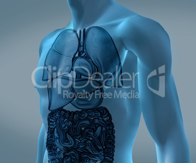 Transparent digital blue body with organs