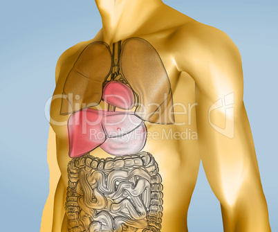 Yellow and transparent digital body with organs
