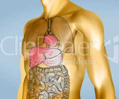 Yellow and transparent digital body with organs