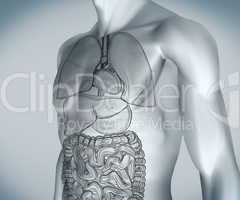 Grey digital body with organs