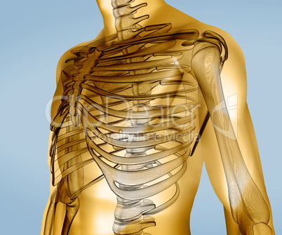 Yellow digital body with visible skeleton