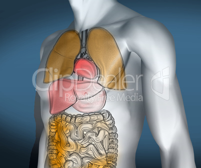 Colourful transparent digital body with visible organs