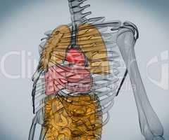 Digital skeleton with organs