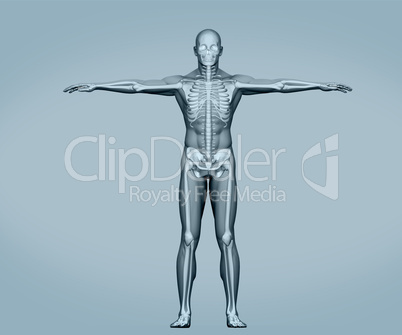 Grey digital skeleton body standing