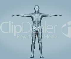 Grey digital skeleton body standing