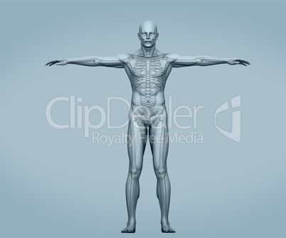 Grey body digital skeleton with muscles
