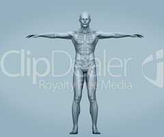 Grey body digital skeleton with muscles