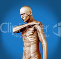 Shoulder pain on transparent human figure