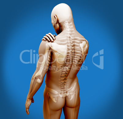 Transparent digital body with shoulder pain