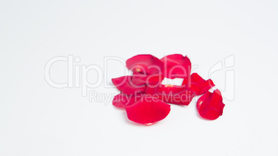 Rose petals