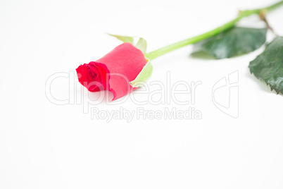 Pink rose with stalk and leaves