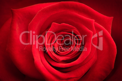 Close up of red rose