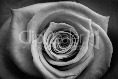 Rose in black and white