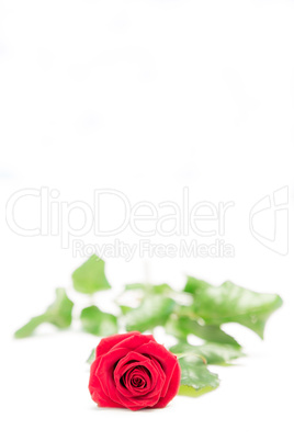 Red rose lying on a surface