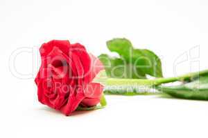 Red rose with stalk and leaves lying on surface