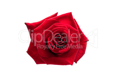 Red rose