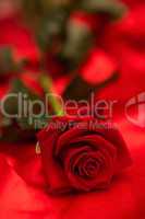 Red rose on red silk